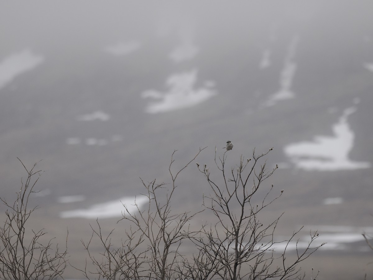 ťuhýk severní - ML644625983