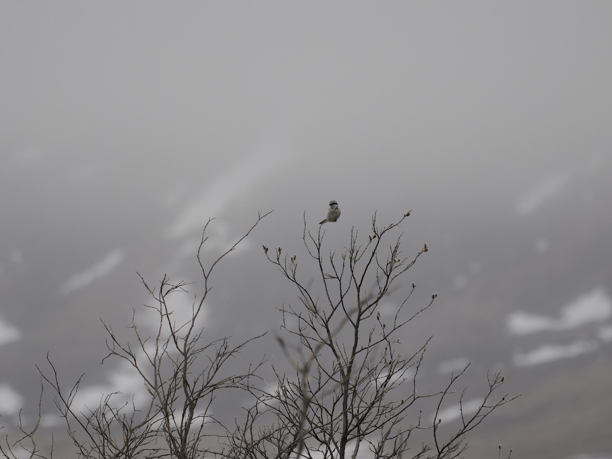 ťuhýk severní - ML644625988