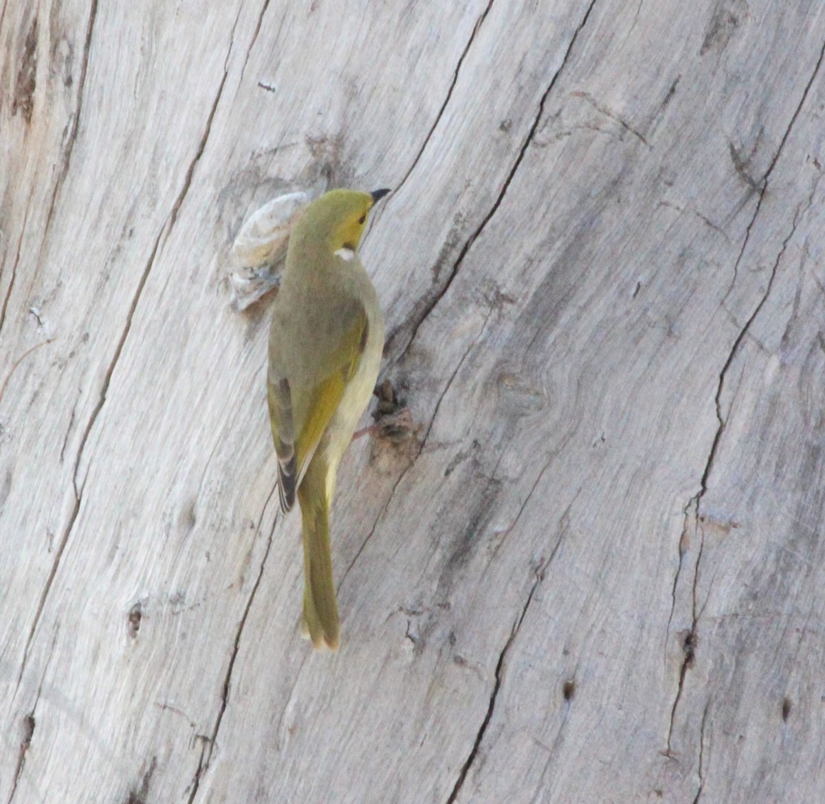 Медник блідий - ML644625989