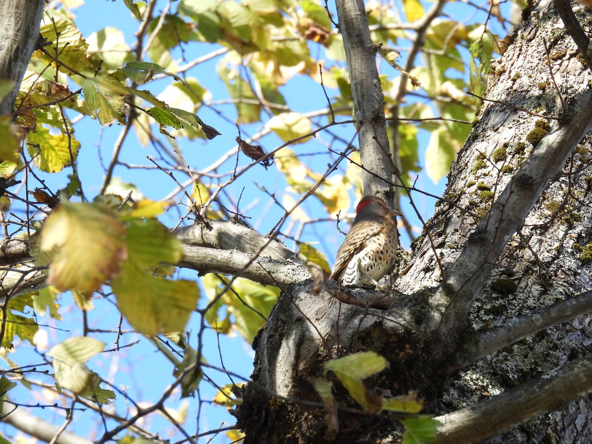 Northern Flicker - ML644625990