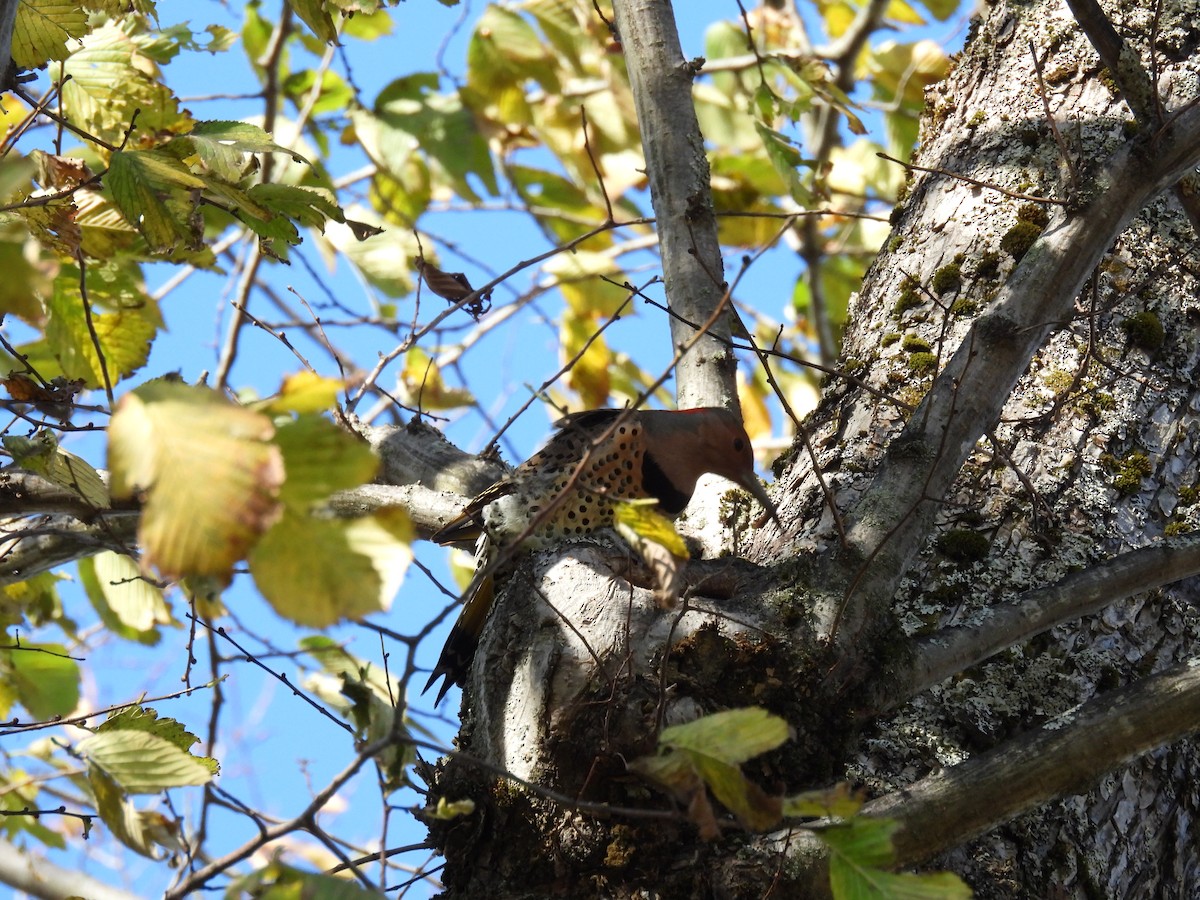 Northern Flicker - ML644625991