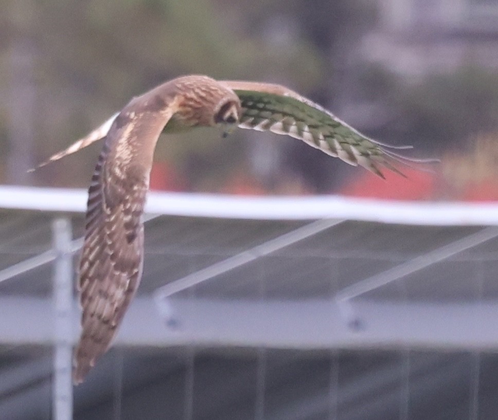 Northern Harrier - ML644625992