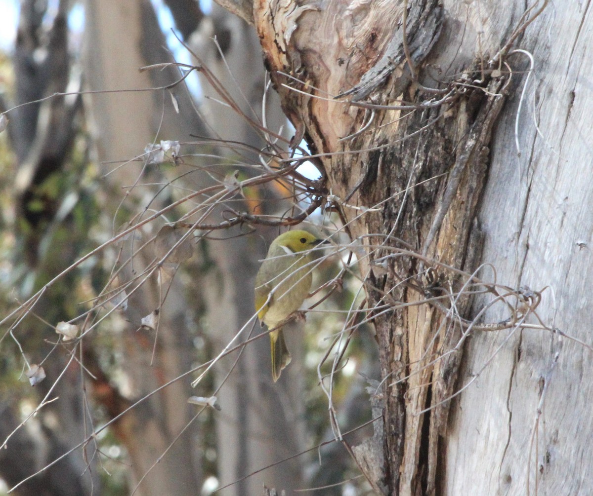 Медник блідий - ML644625993