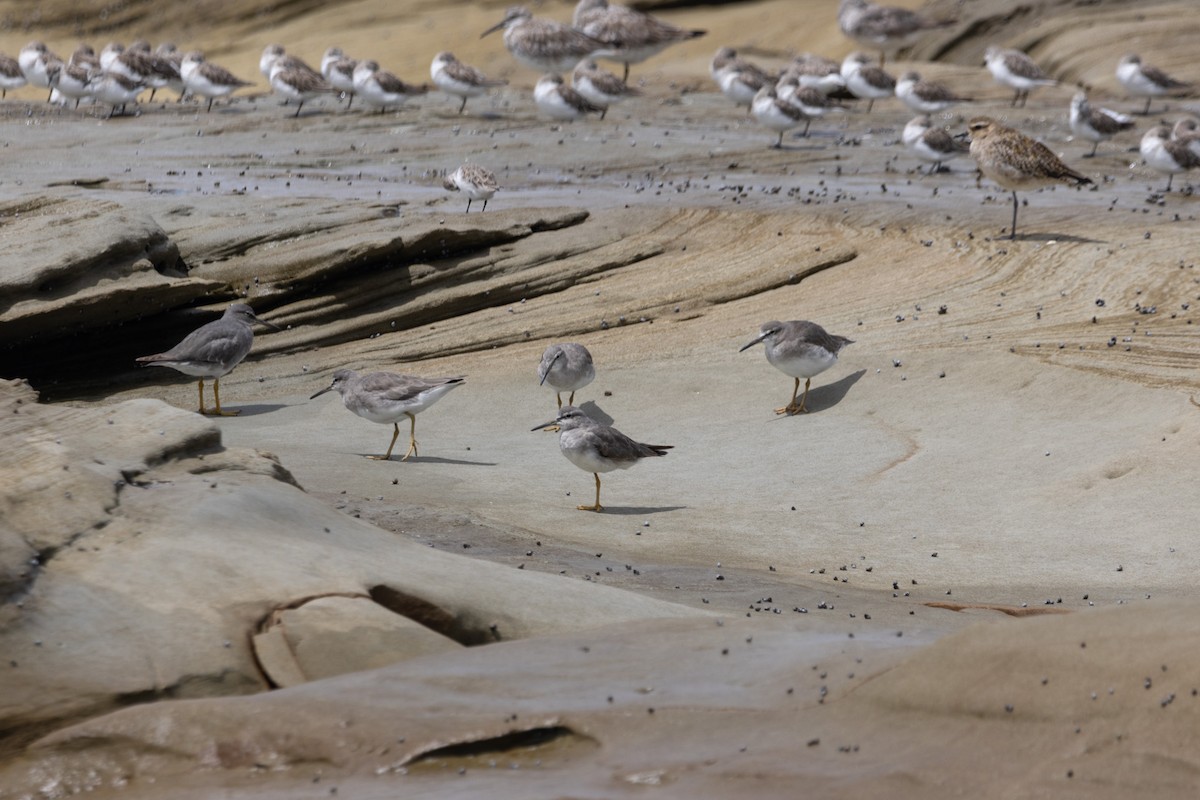 Chevalier de Sibérie - ML644625994