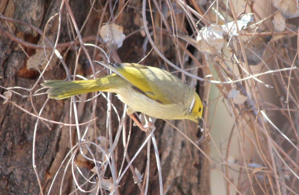 Медник блідий - ML644625995