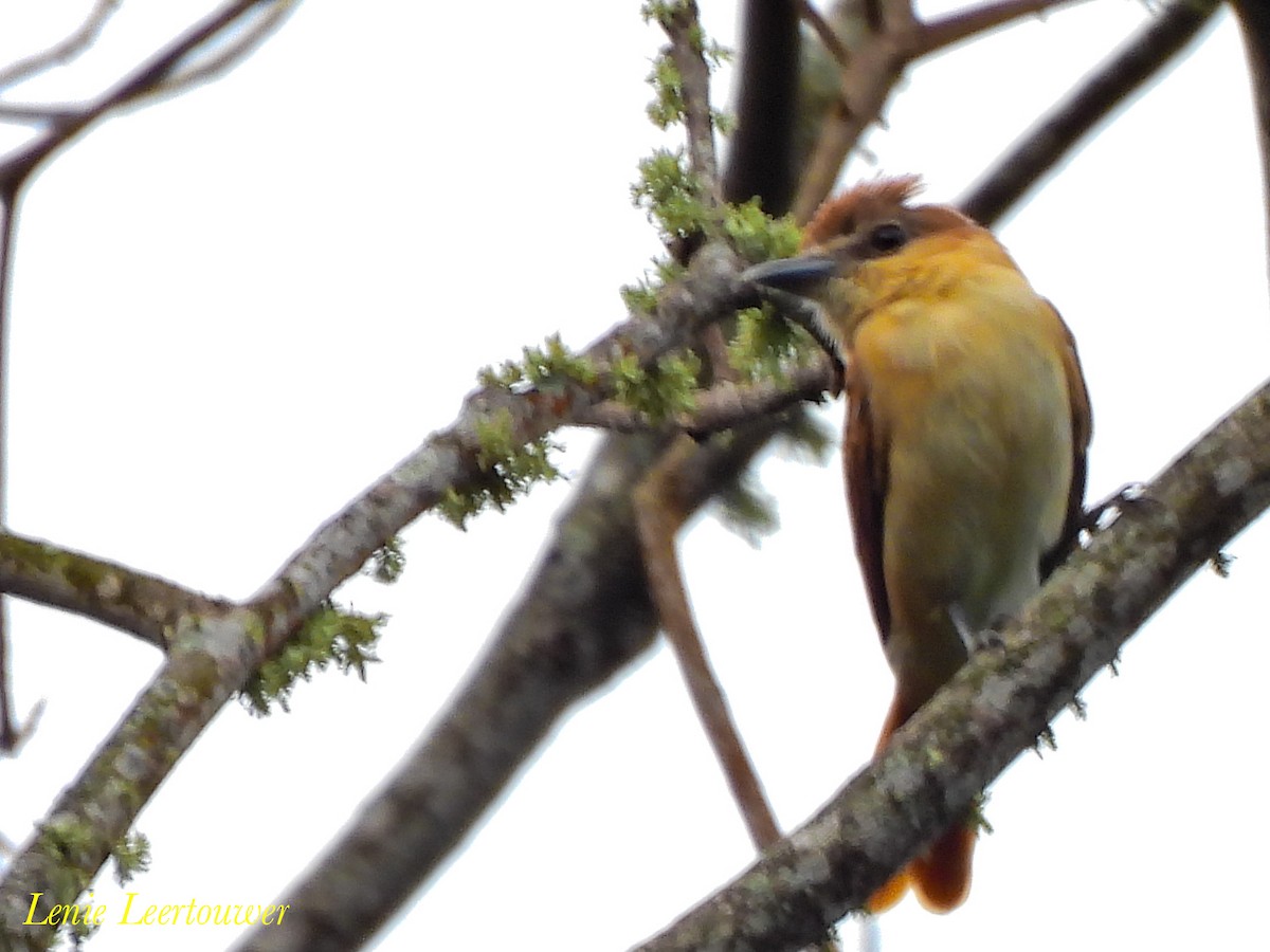 Cinnamon Becard - ML644625997