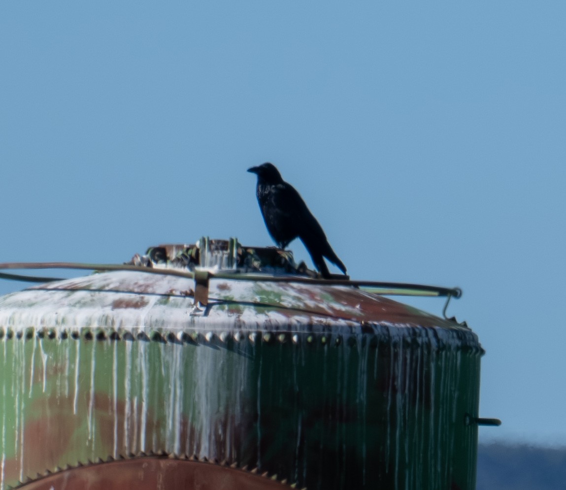 Kuzgun - ML644626001