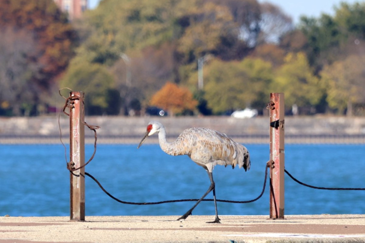 jeřáb kanadský - ML644626002