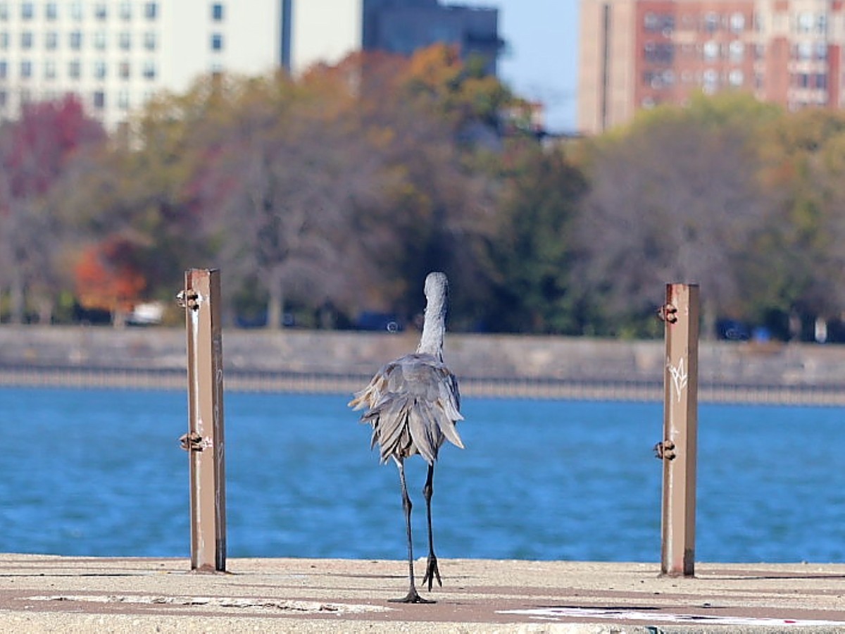 jeřáb kanadský - ML644626003