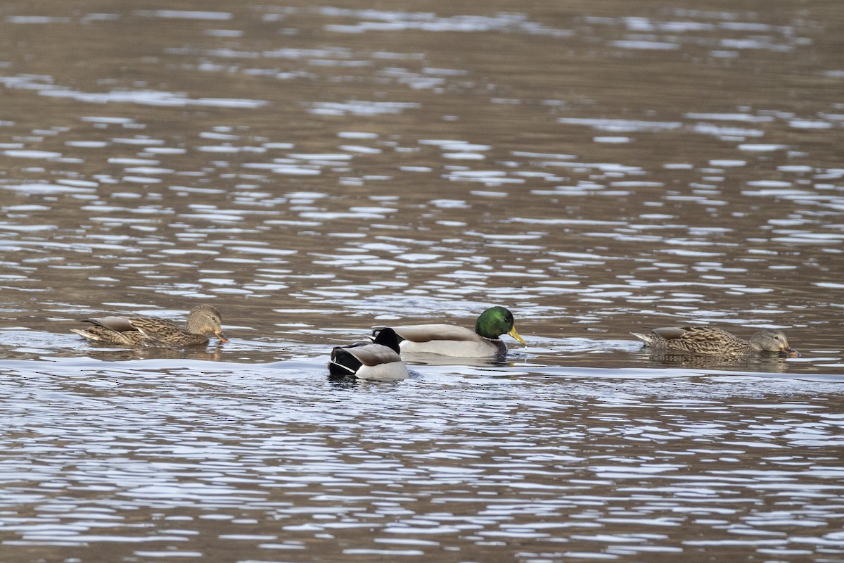 Зэрлэг нугас - ML644626006