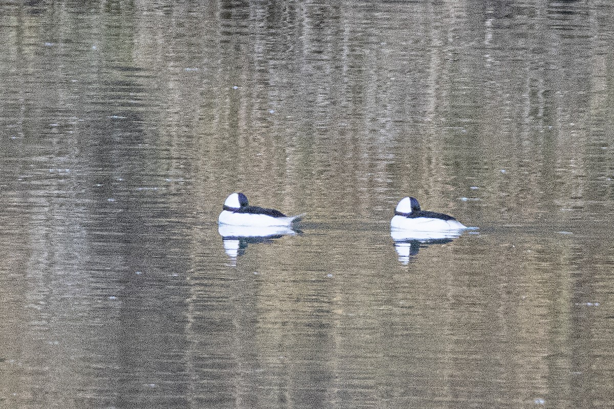 Bufflehead - ML644626011