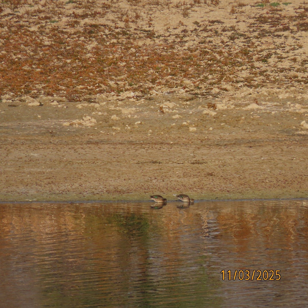 Green-winged Teal - ML644626012