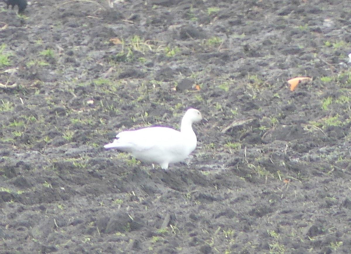 Oie des neiges - ML644626013