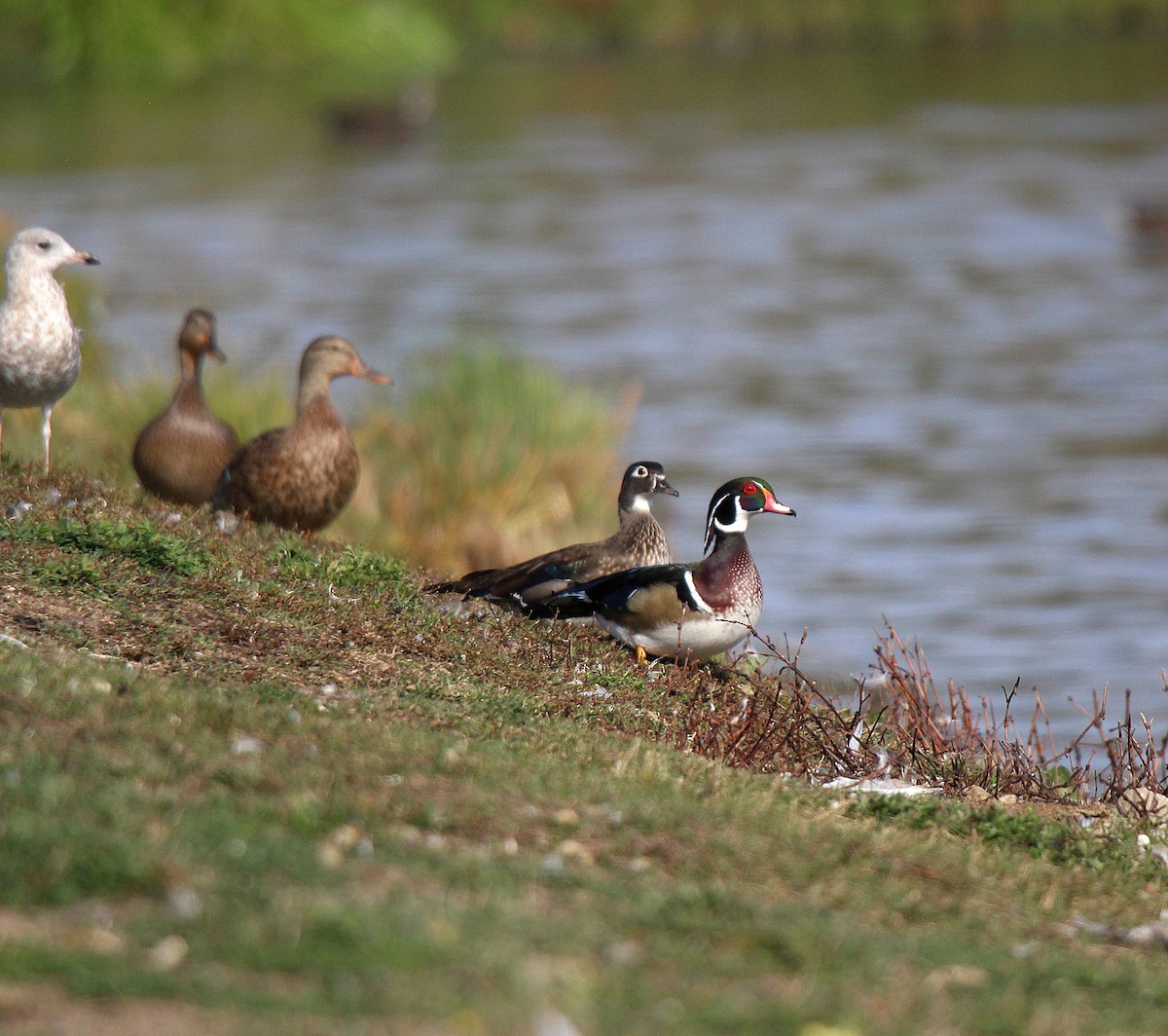 美洲鴛鴦 - ML644626026