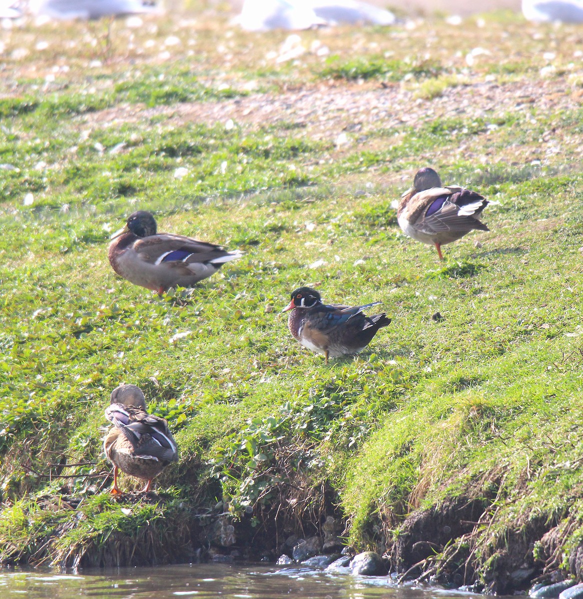 美洲鴛鴦 - ML644626028