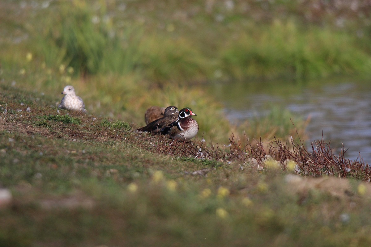 美洲鴛鴦 - ML644626029