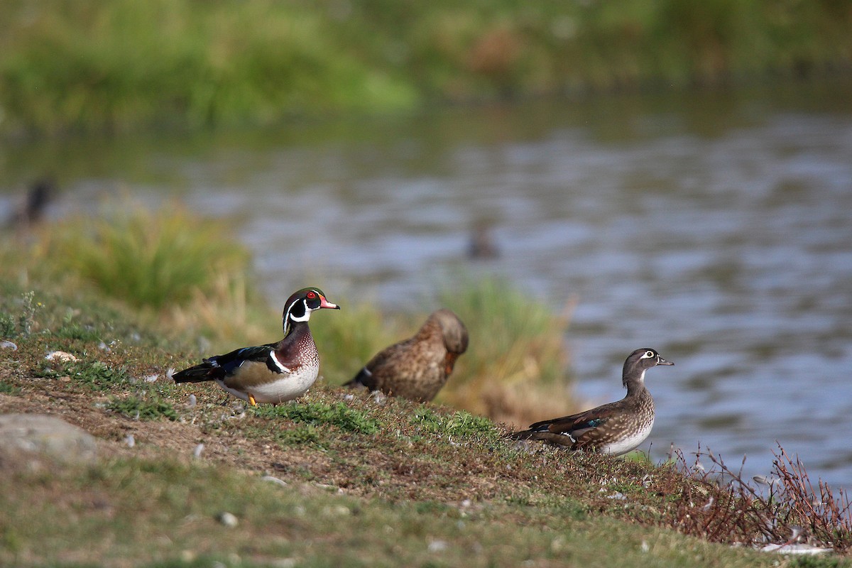 美洲鴛鴦 - ML644626030