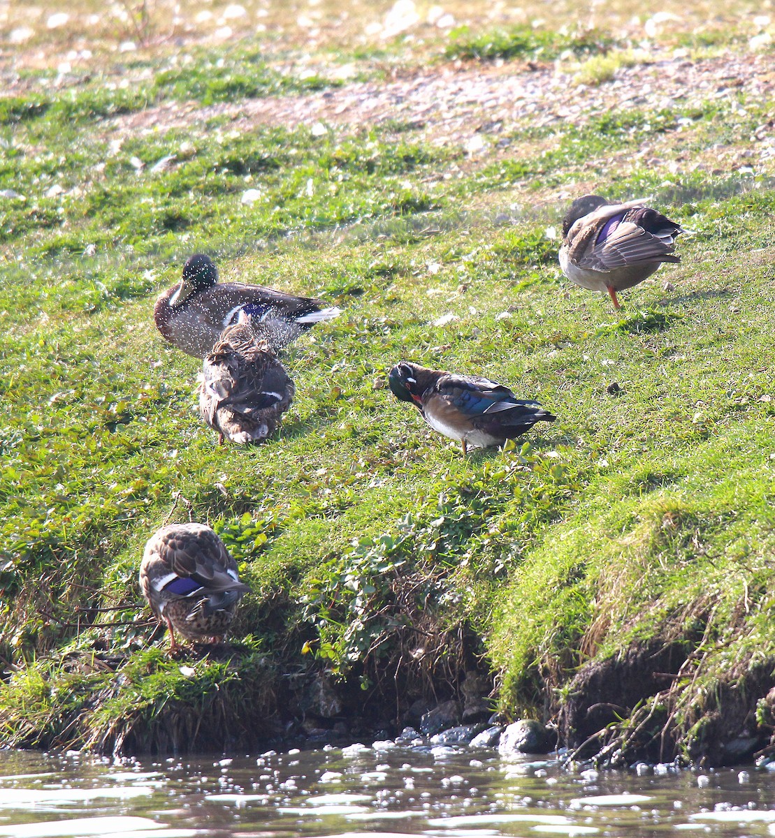 美洲鴛鴦 - ML644626031