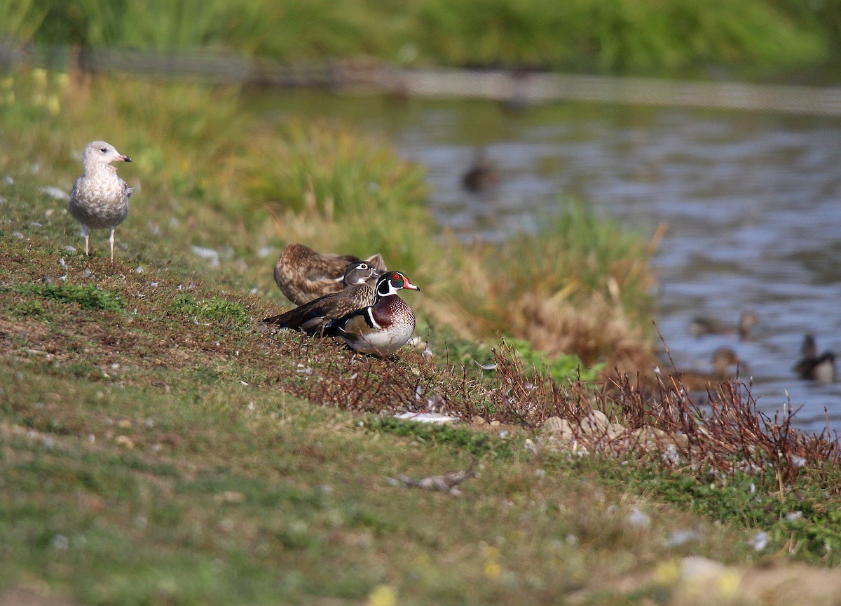 美洲鴛鴦 - ML644626032
