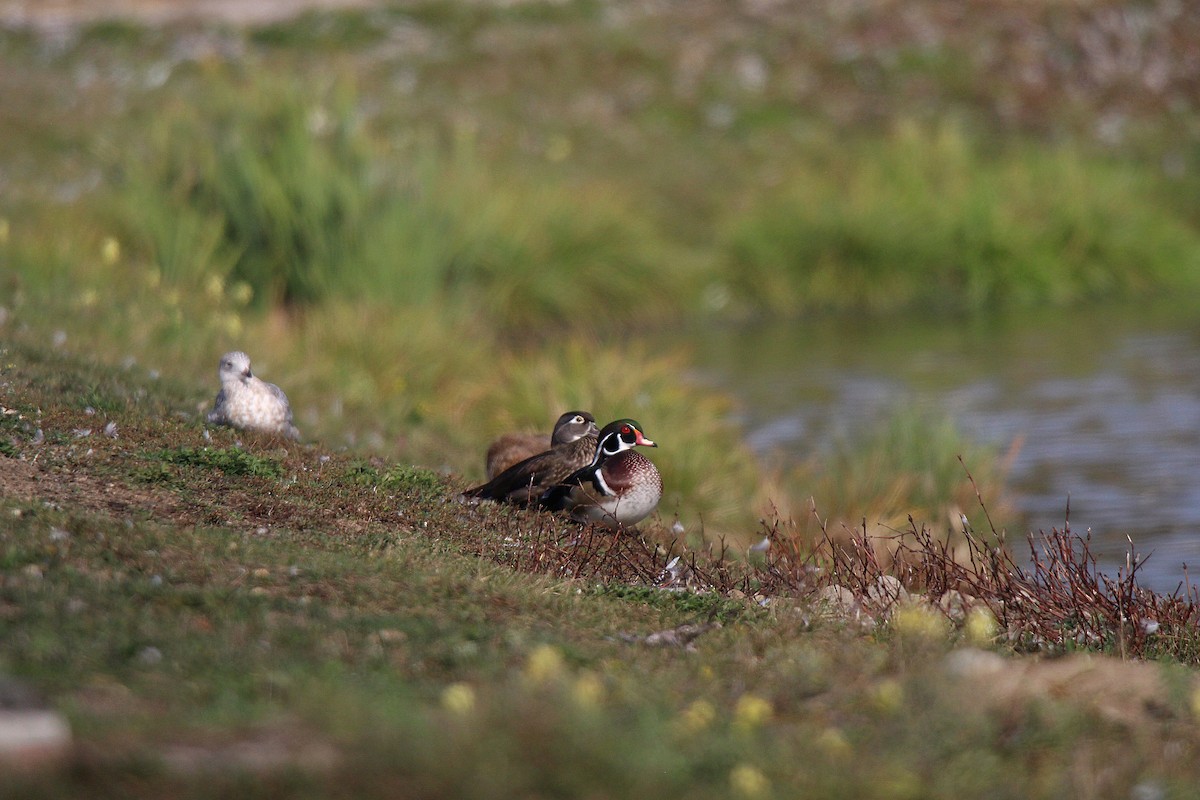 美洲鴛鴦 - ML644626033