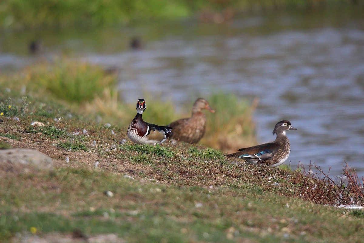 美洲鴛鴦 - ML644626034