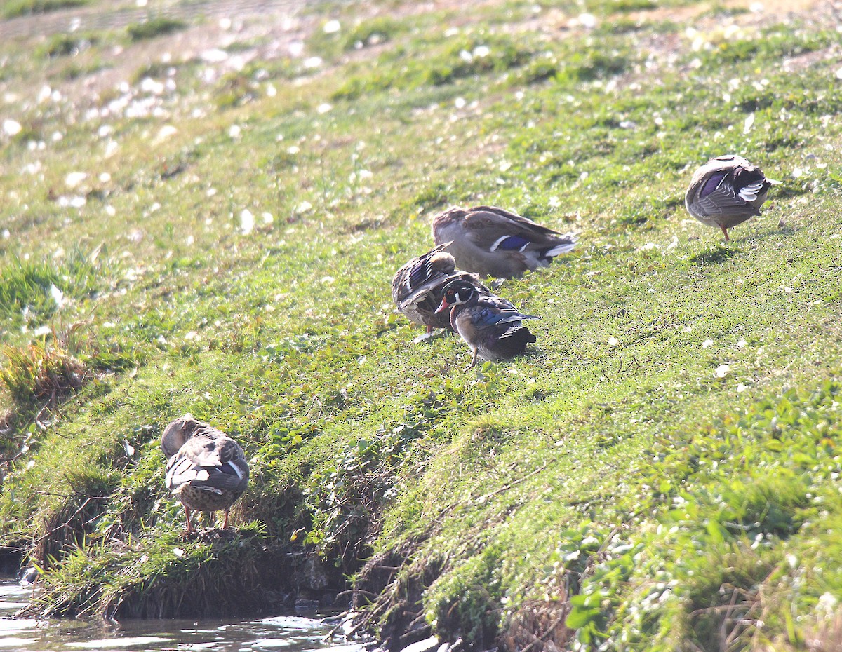 美洲鴛鴦 - ML644626035