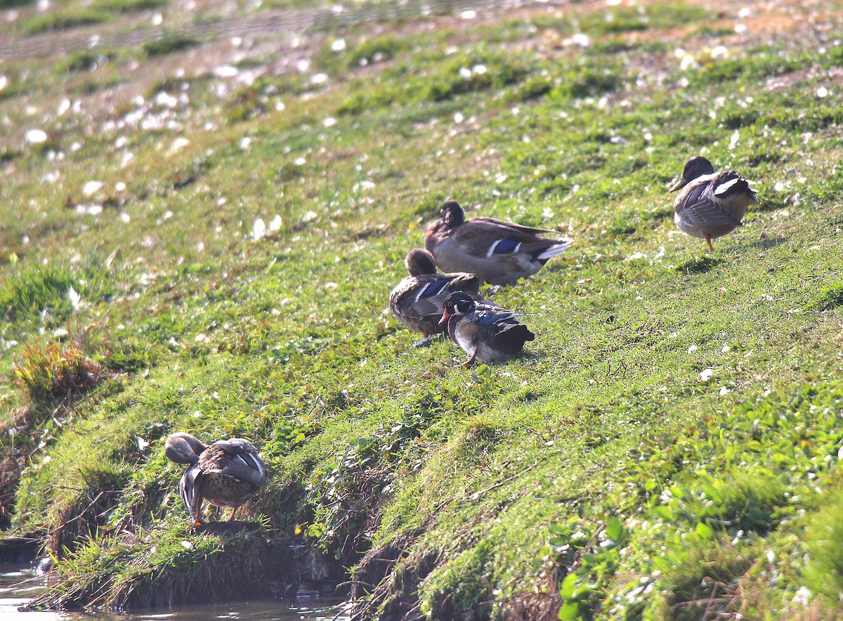 美洲鴛鴦 - ML644626036