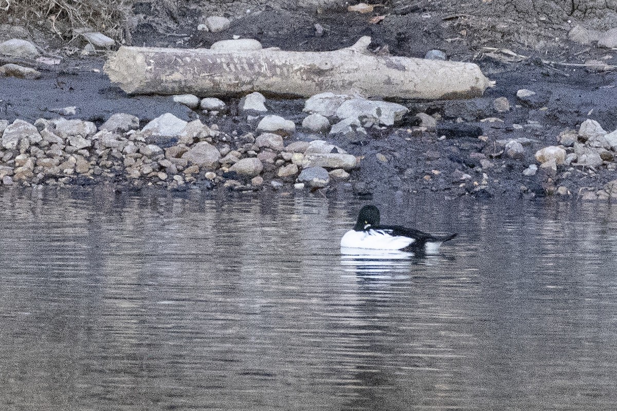 Алаг шунгаач - ML644626037