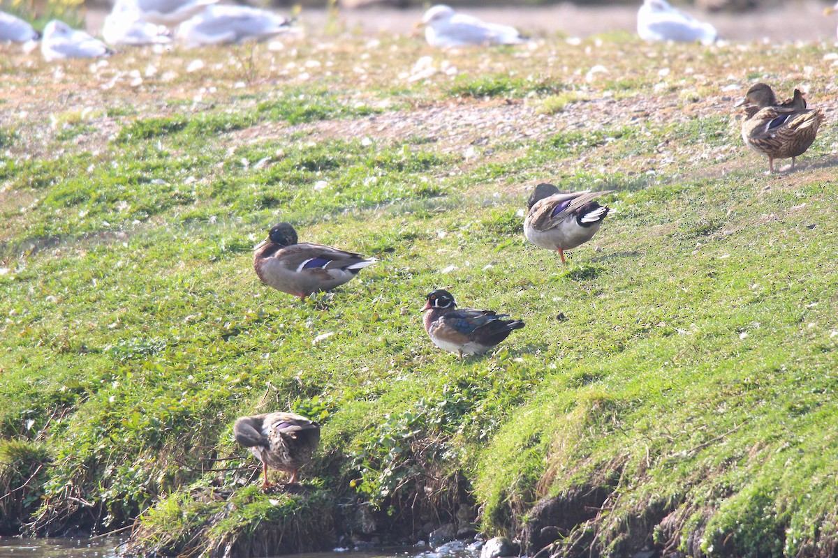 美洲鴛鴦 - ML644626038