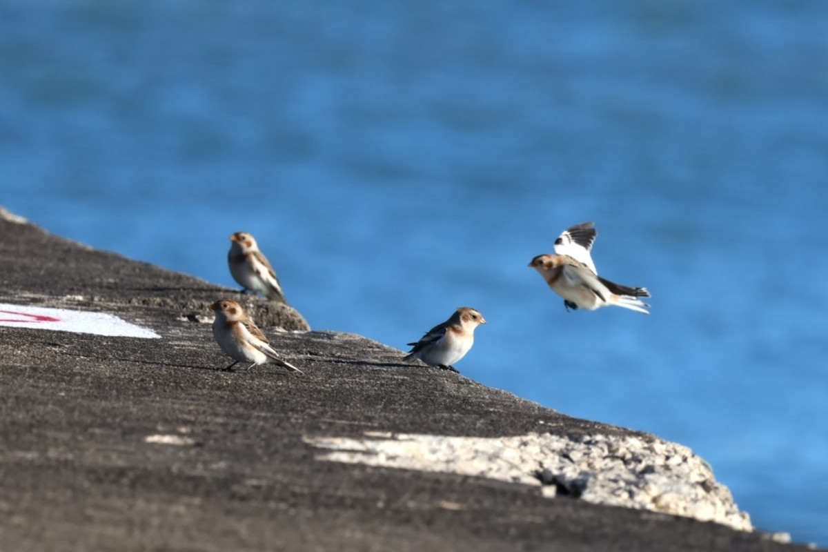 sněhule severní - ML644626040