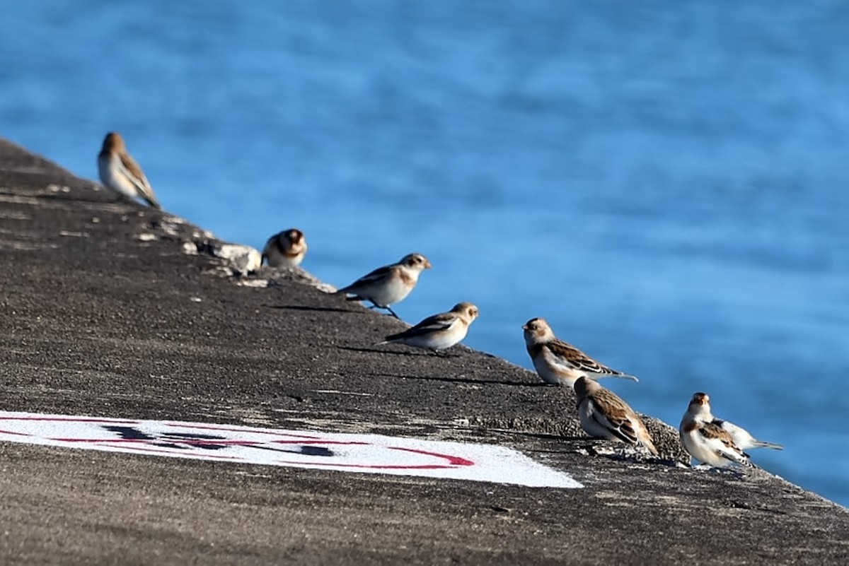 sněhule severní - ML644626041