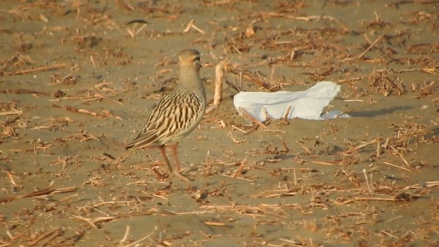 Tawny-throated Dotterel - ML644626042