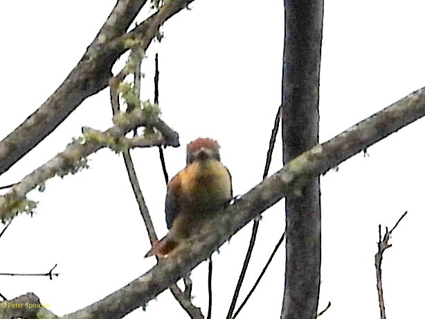 Cinnamon Becard - ML644626043