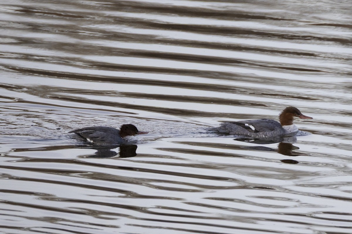 Хумхин бохио - ML644626045