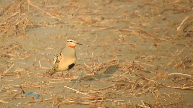 Tawny-throated Dotterel - ML644626053