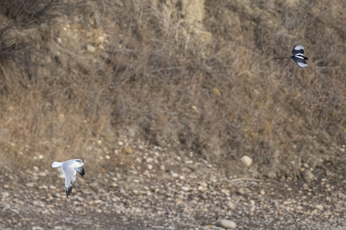 Ring-billed Gull - ML644626058