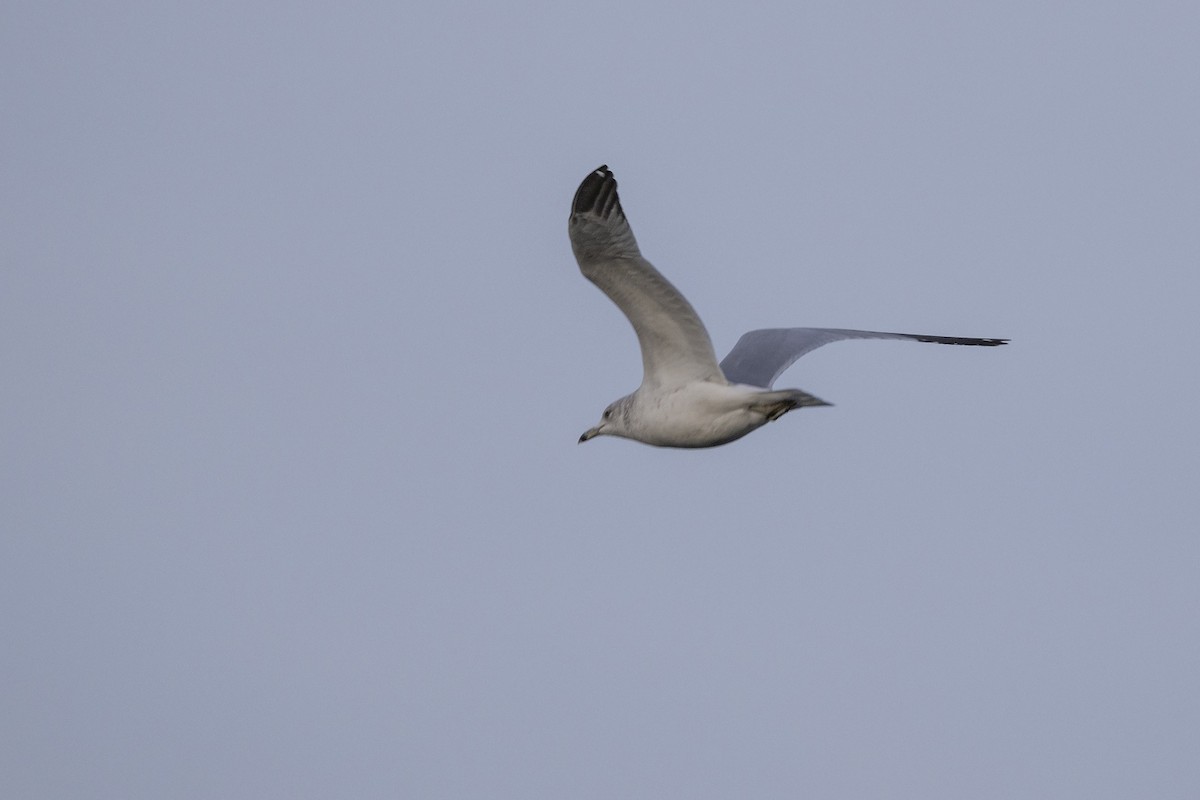 Ring-billed Gull - ML644626059