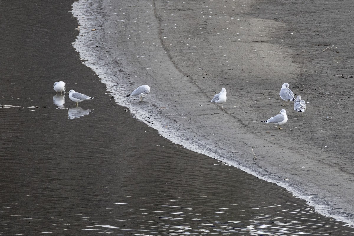 Ring-billed Gull - ML644626060