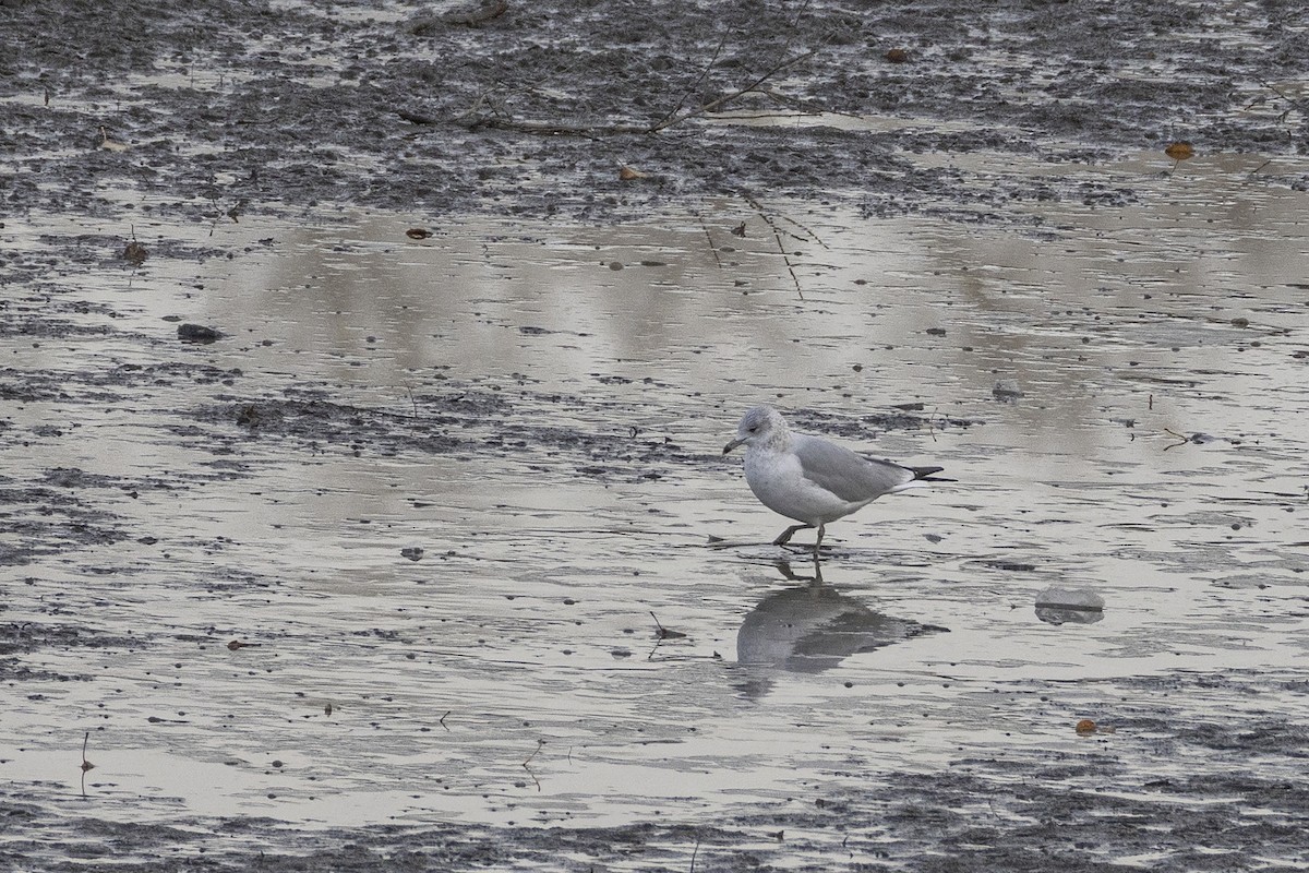 Ring-billed Gull - ML644626062