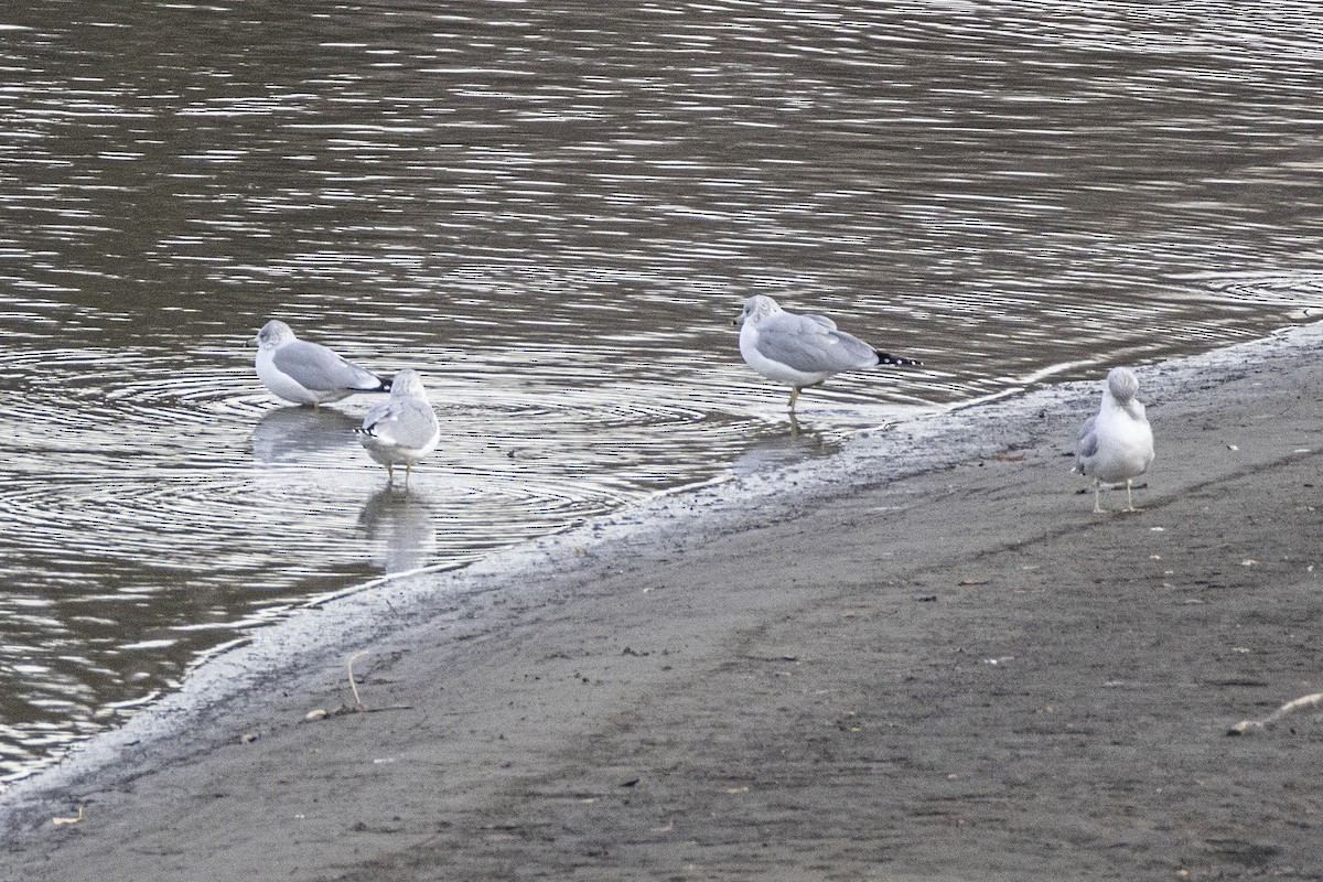 Ring-billed Gull - ML644626065