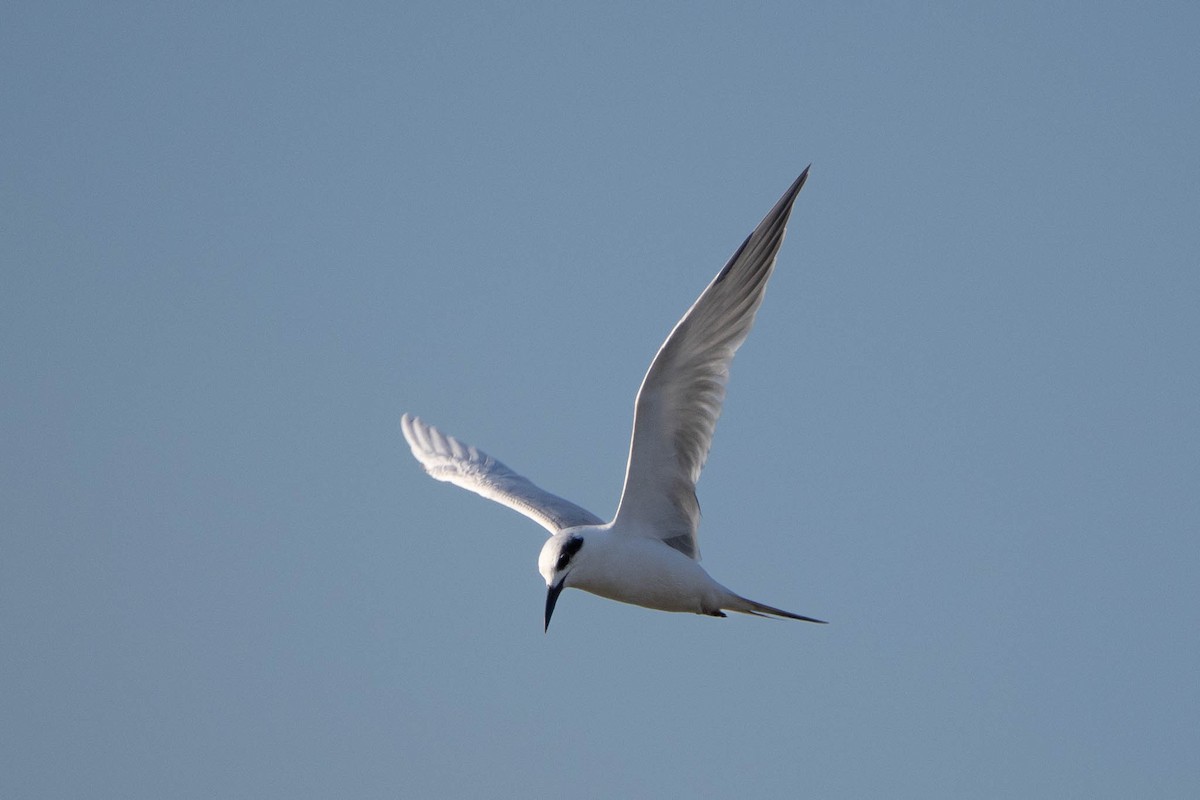 Forsterseeschwalbe - ML644626069