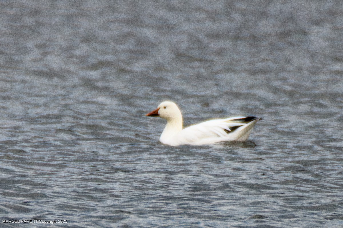 Oie des neiges - ML644626074