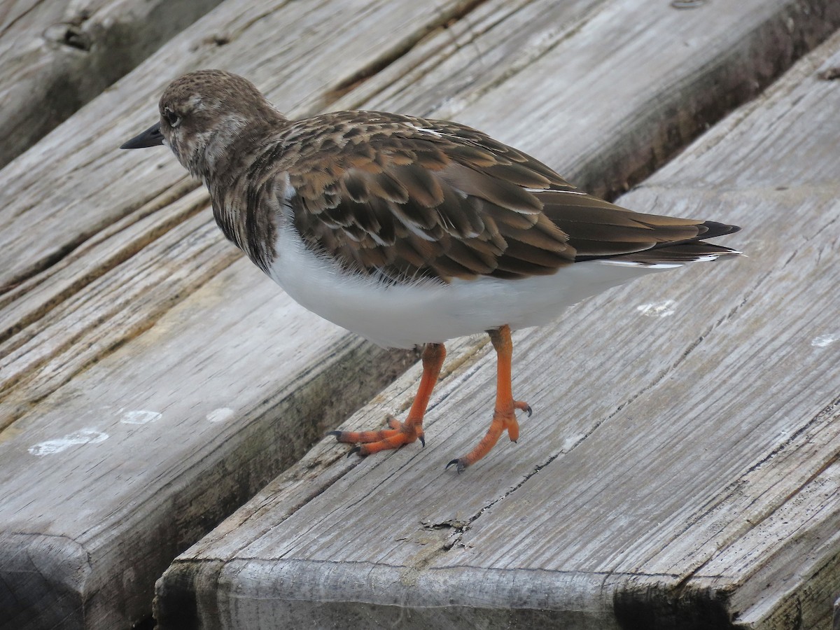 ארנריה אדמונית - ML644626085