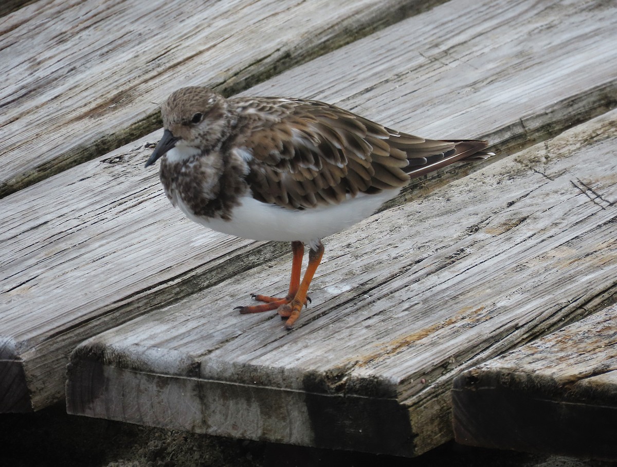 ארנריה אדמונית - ML644626086