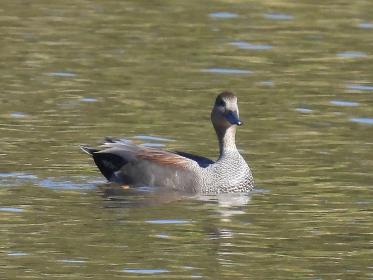 ברווז אפור - ML644626087