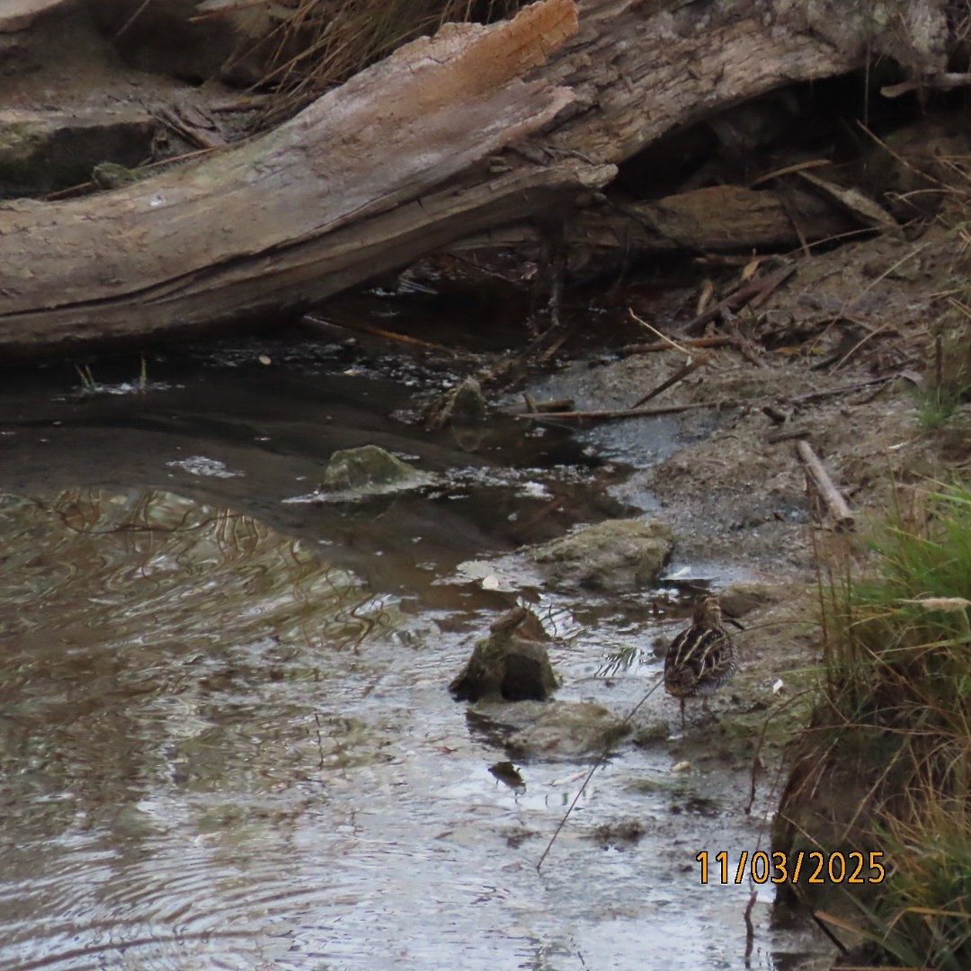 חרטומית אמריקנית - ML644626088