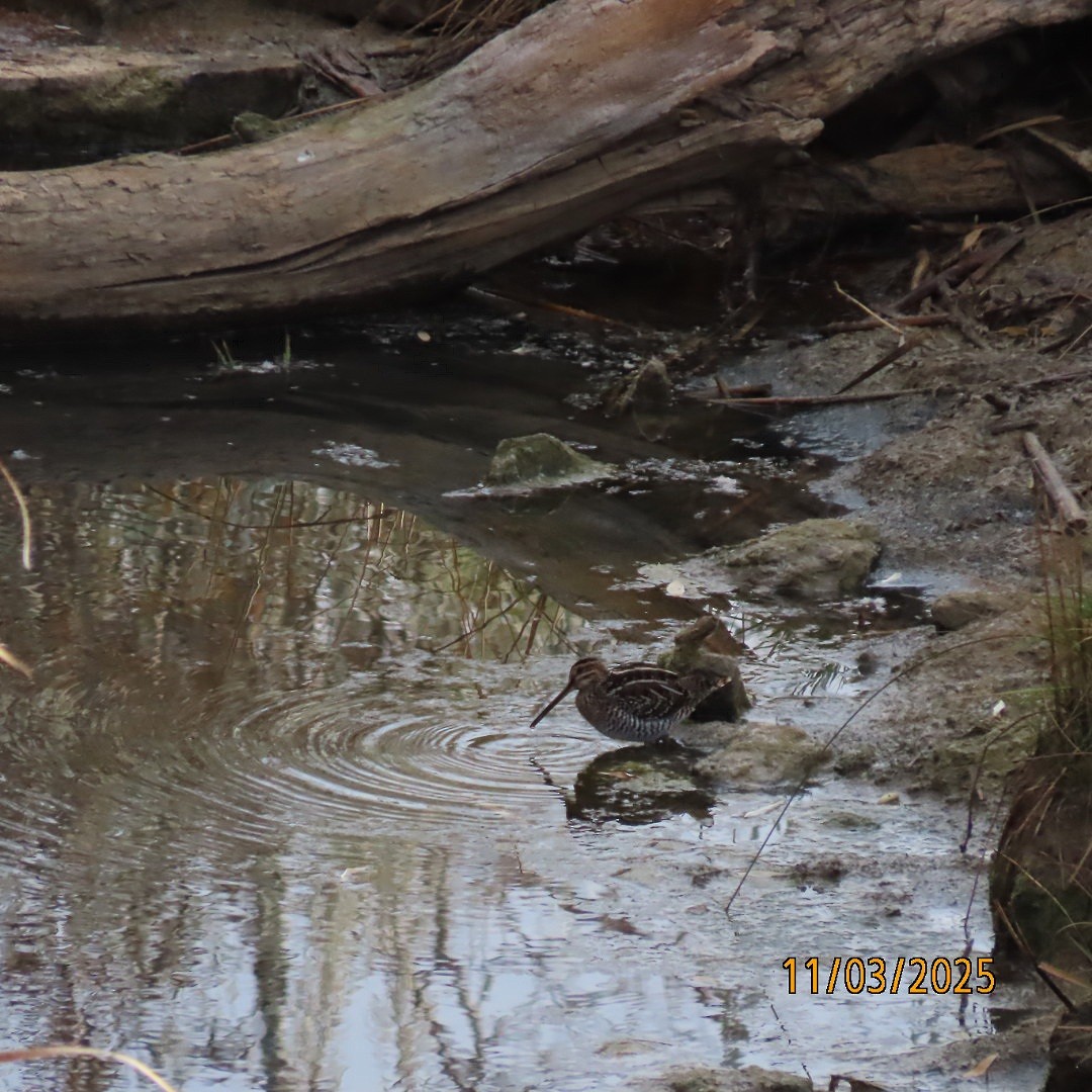 חרטומית אמריקנית - ML644626089