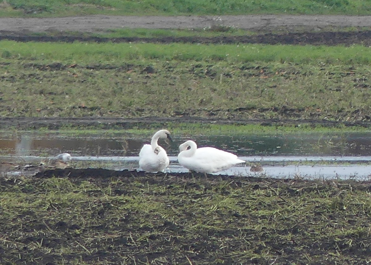 ברבור קטן - ML644626090