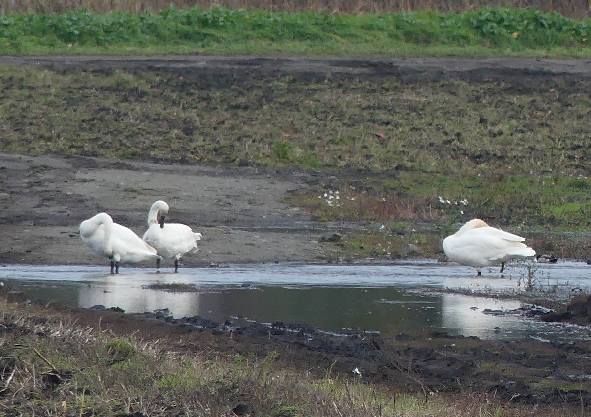 ברבור קטן - ML644626091