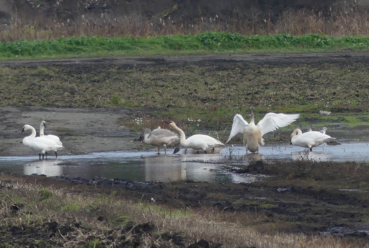 ברבור קטן - ML644626092